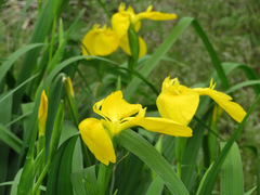 Iris pseudacorus