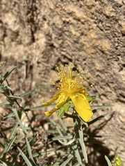 Hypericum concinnum