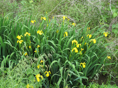 Iris pseudacorus