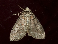 Smyriodes aplectaria
