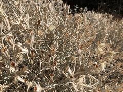 Tetradymia stenolepis