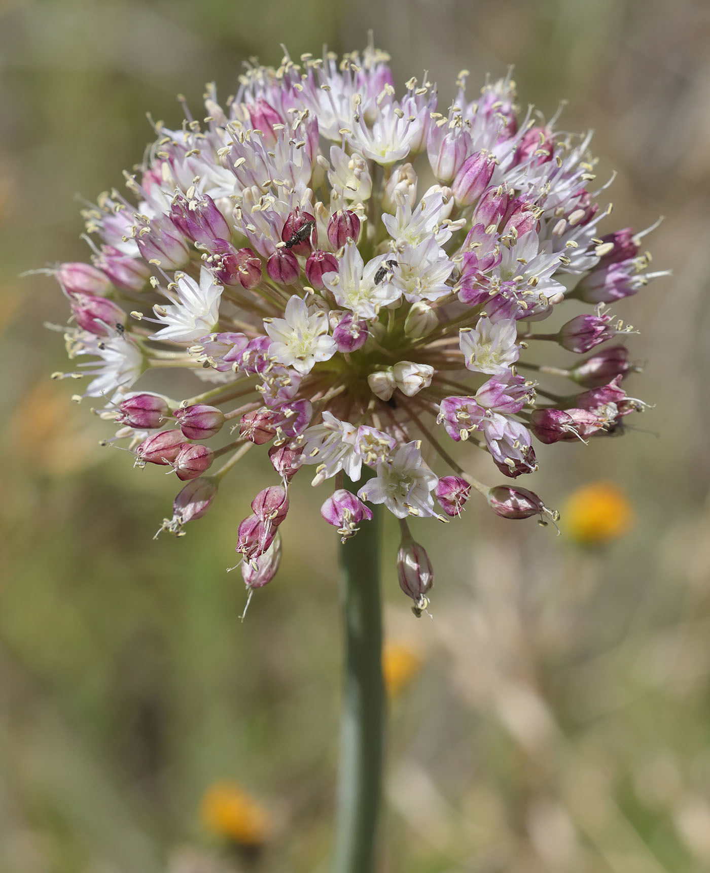 Allium howellii