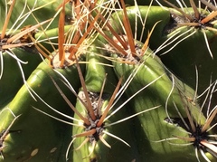 Ferocactus robustus