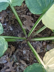 Symplocarpus foetidus