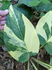 Symplocarpus foetidus