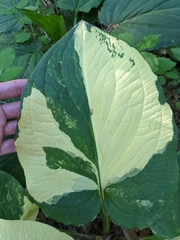 Symplocarpus foetidus