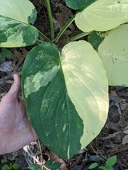 Symplocarpus foetidus