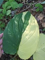 Symplocarpus foetidus