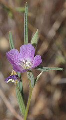 Clarkia affinis