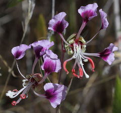 Clarkia tembloriensis