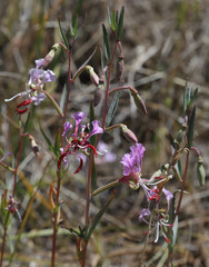 Clarkia tembloriensis