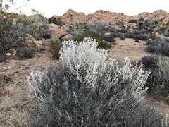 Tetradymia stenolepis