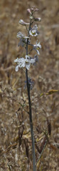 Delphinium gypsophilum