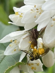 Xysticus croceus