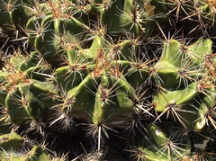 Ferocactus robustus