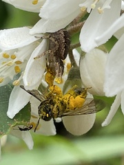 Xysticus croceus