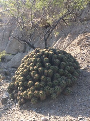 Ferocactus robustus