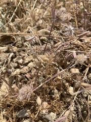 Trifolium albopurpureum