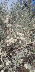 Astragalus baba-alliar nudicarpus