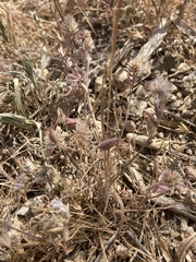 Trifolium albopurpureum