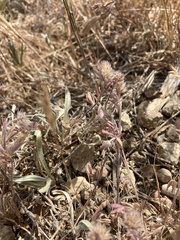 Trifolium albopurpureum