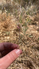 Trifolium albopurpureum