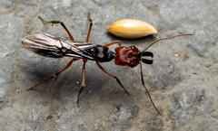 Odontomachus erythrocephalus