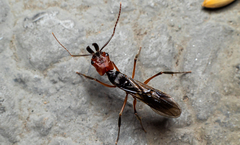 Odontomachus erythrocephalus