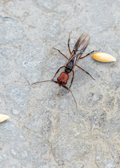 Odontomachus erythrocephalus