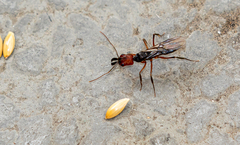 Odontomachus erythrocephalus