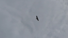 Buteo swainsoni