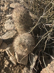 Escobaria alversonii