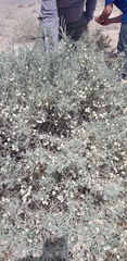 Astragalus baba-alliar nudicarpus