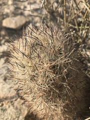 Escobaria alversonii