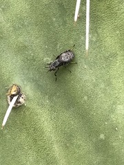 Stictomyia longicornis