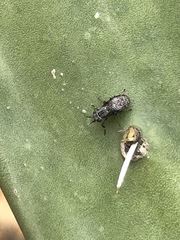 Stictomyia longicornis