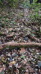 Alniphyllum pterospermum