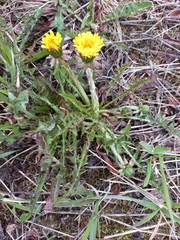 Taraxacum ceratophorum