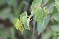 Vitis balansana