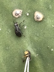 Stictomyia longicornis
