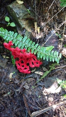 Clathrus