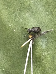 Stictomyia longicornis