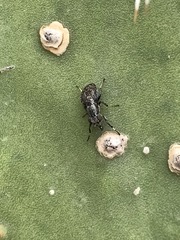 Stictomyia longicornis