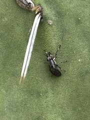 Stictomyia longicornis