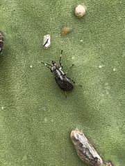 Stictomyia longicornis
