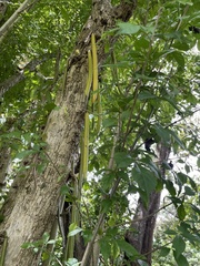 Parmentiera cereifera
