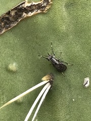 Stictomyia longicornis