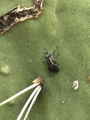 Stictomyia longicornis