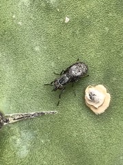 Stictomyia longicornis