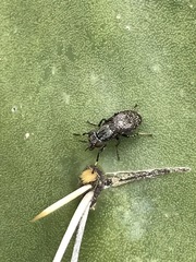 Stictomyia longicornis